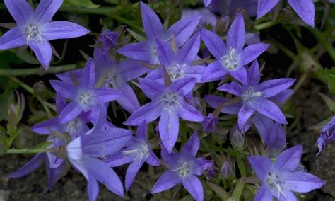 Campanula poscharskyana 'Blue Waterfall ™' | Blue Waterfall™Bellflower ...