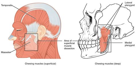 Head And Neck Muscles Diagram - Wiring Site Resource