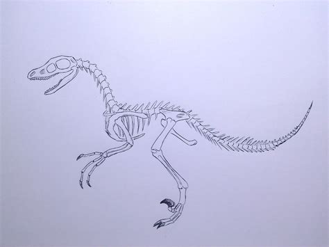 Velociraptor Skeleton by RainbowDragon14 on DeviantArt