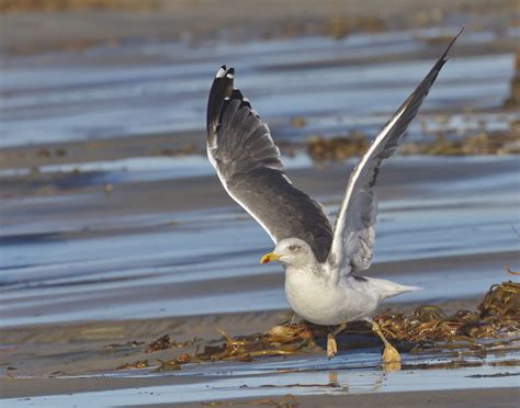 Lesser Black-backed Gull | San Diego Bird Spot