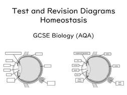 Diagrams Homeostasis GCSE Biology (AQA) | Teaching Resources