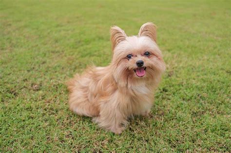 Yorkie Pom Dog Breed » Everything About Yorkie Pomeranian Mixes