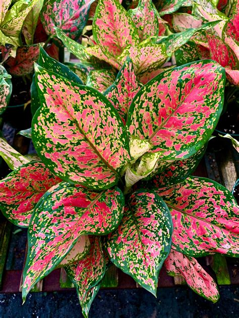 Aglaonema Red Valentine Tropical Chinese Evergreen Low Light | Etsy