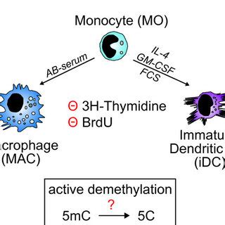 Monocyte differentiation in vitro. Schematic presentation of the... | Download Scientific Diagram