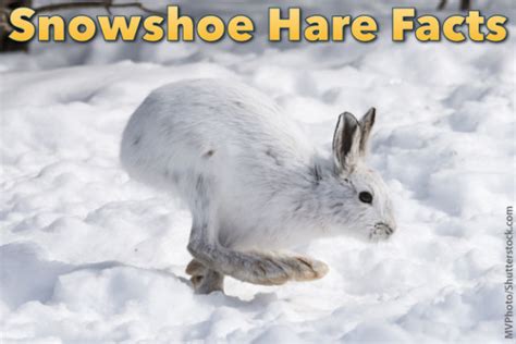 Snowshoe Hare Facts, Information, Pictures & Video