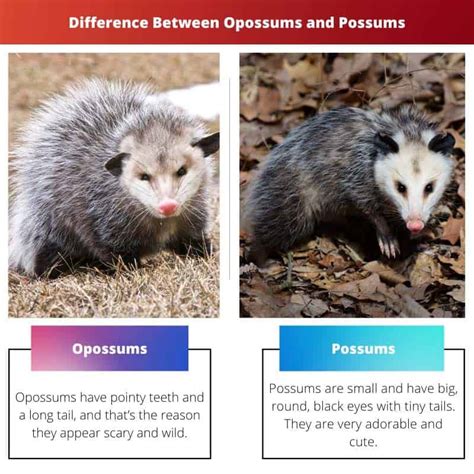 Differenza tra opossum e opossum