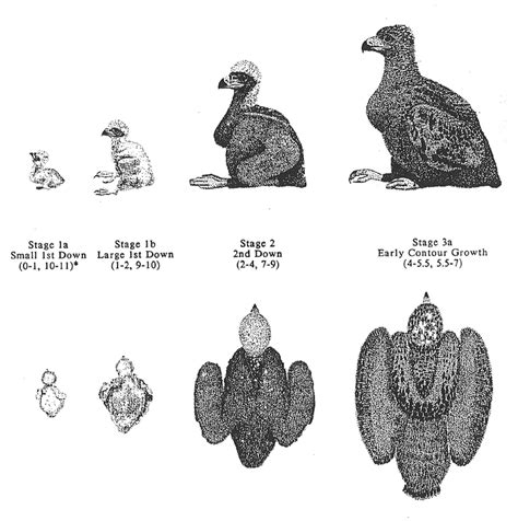 Stages Of Bald Eagle Development