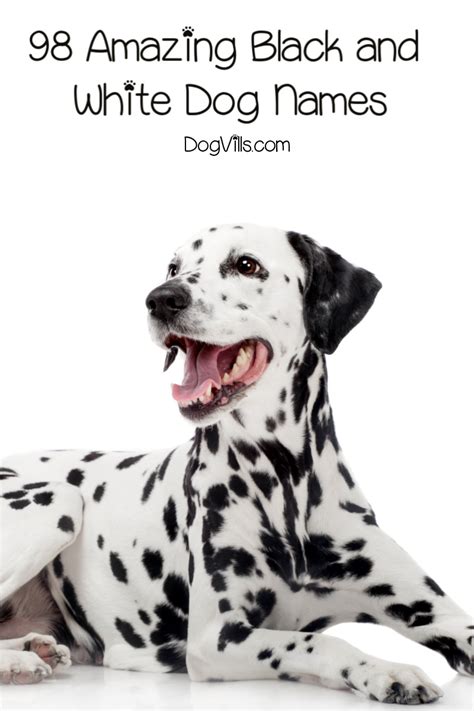 98 Amazing Black and White Dog Names - DogVills