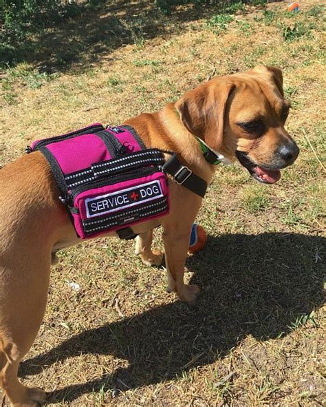 vest. pink. pockets. (With images) | Service dog patches, Service dog ...