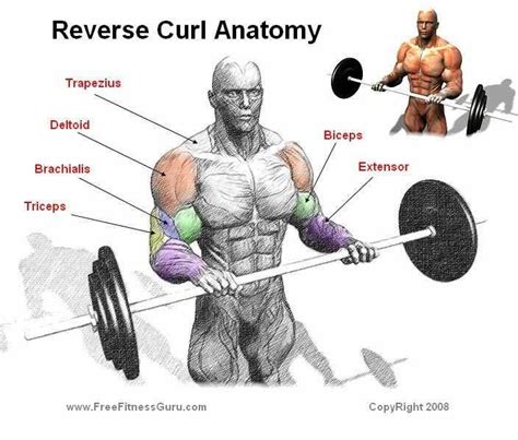 Reverse Curl Workout! | Reverse curls, Biceps workout, Fitness body