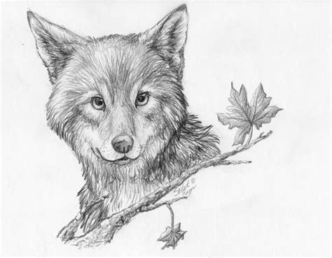 Baby Wolf Sketch at PaintingValley.com | Explore collection of Baby Wolf Sketch