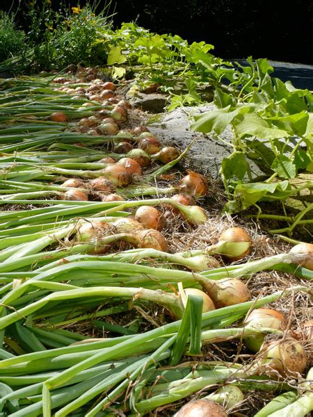 Onion Harvest – Terroir Review