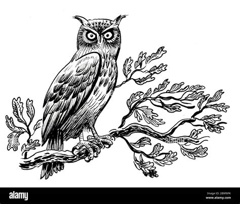 Owl bird on an oak tree branch. Ink black and white drawing Stock Photo ...