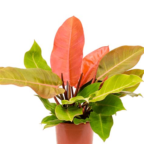 Philodendron Prince of Orange - Unbeleafable