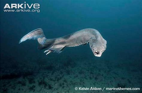 The teeth of a Frilled Shark : natureismetal Weird Sharks, Beautiful Creatures, Animals ...