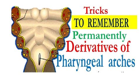 MNEMONICS -PHARYNGEAL ARCHES DERIVATIVES, AND THEIR NERVE AND ARTERIAL SUPPLIES - YouTube