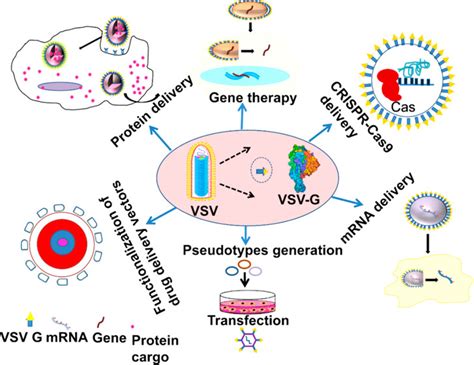 PDF] Virus–Receptor Interactions: Structural Insights For, 58% OFF