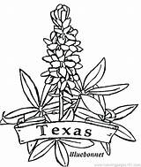 Blue Bonnet Drawing At GetDrawings  Free Download sketch template