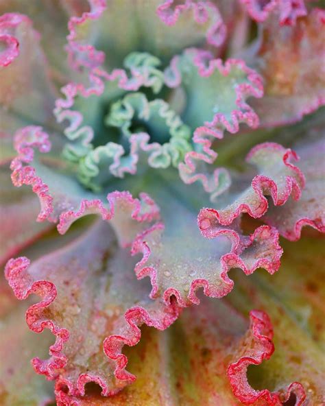 Pink Ruffled Echeveria - Photo by Dalla Vita Days Of Creation, Miniature Plants, Pink Ruffle ...