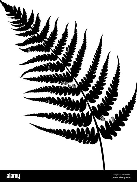 Fern leaf silhouette. Vector illustration Stock Vector Image & Art - Alamy