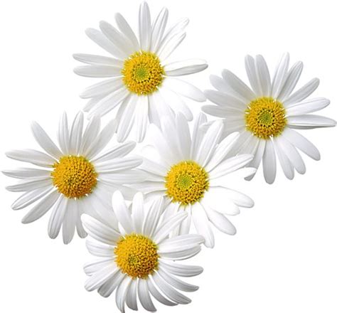 Free Daisy Transparent Background, Download Free Daisy Transparent Background png images, Free ...