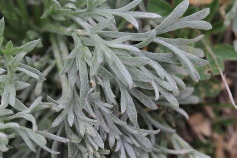 Fuzzy wild sage | Fuzzy, Wild, Healthy recipes