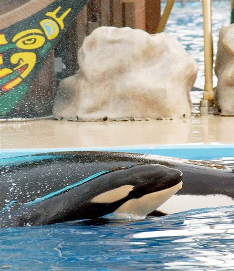 SeaWorld Is Suing California for the Right to Breed Killer Whales