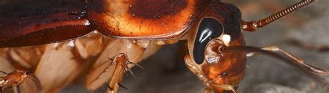 American Cockroaches | Periplaneta americana Bug Guide