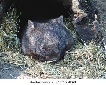 185 Wombat habitat Images, Stock Photos & Vectors | Shutterstock