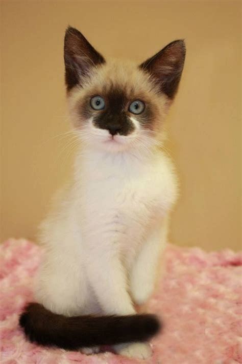 Burmese Siamese Cat Mix - British Shorthair