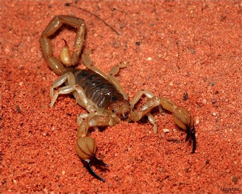 Desert Scorpion | Flickr - Photo Sharing!