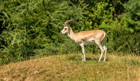 Where can I see the Goitered Gazelle in the wild