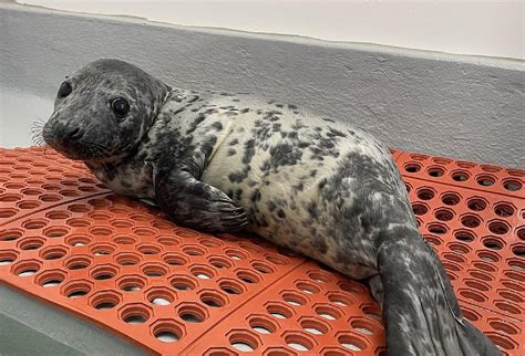 Coast Guard Rescues Baby Seal in Cape May [PHOTOS]