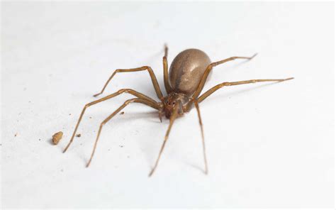 Male vs. Female Brown Recluse Spiders: How to Spot the Differences - A-Z Animals