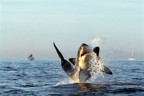 5 best Cape Town wildlife experiences | ComeToCapeTown