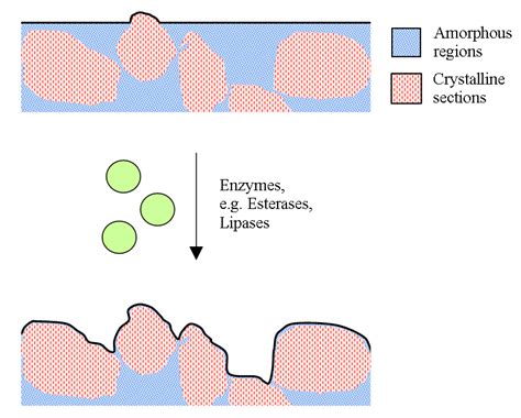 Polymers | Free Full-Text | Plastic Degradation and Its Environmental Implications with Special ...