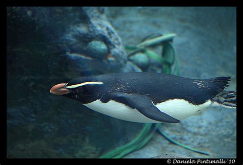 Swimming Penguin by TVD-Photography on DeviantArt