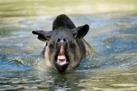 Gallery: Meet the tapir, South America’s cutest prehistoric animal