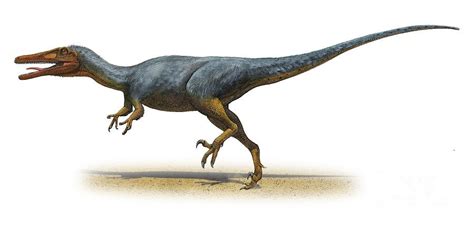 Austroraptor Pictures & Facts - The Dinosaur Database