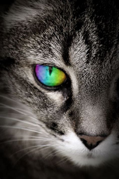 If only I were this cat~Em♥ eye color: green blue amber purple: | Beautiful cats, Cats, Crazy cats