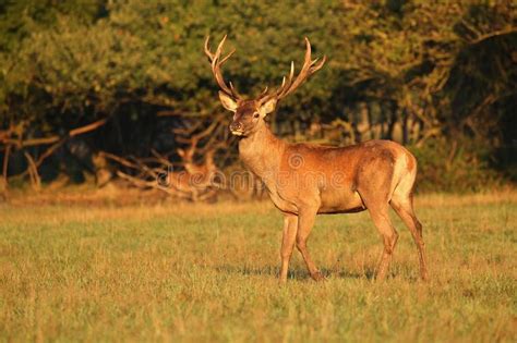 Red Deer during the Deer Rut in the Nature Habitat of Czech Republic Stock Image - Image of ...