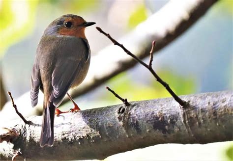 19 Red Robin Meanings To Shower You With Positivity - Bird Guidance