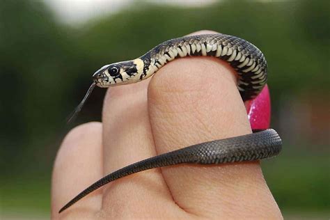 Cutest Pet Snake Breeds (with Pictures) - Embora Pets