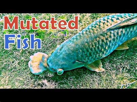 Mutated Fish Found at Lake Mead While Underwater Exploring - YouTube