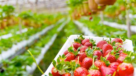 Best Locations for Strawberry Picking in Korea | KoreaTravelPost