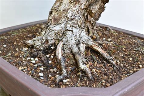 Imported Japanese White Pine Bonsai | Bonsai Learning Center Store