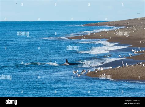 Killer whale hunting sea lions, Peninsula Valdes, Patagonia, Argentina ...