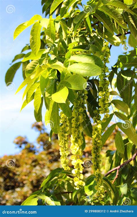 Caucasian Walnut, or Pterocarya Fraxinifolia, a Species of Tree in the ...