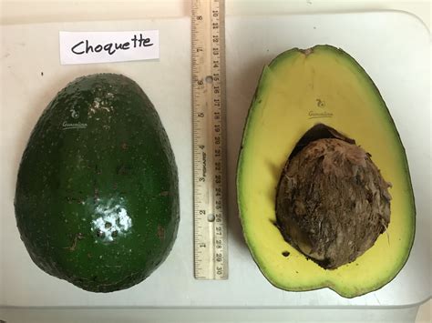 Choqette Avocado Trees — Guacalina Nursery & Broker