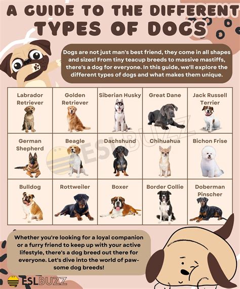 Types of Dogs to Expand Your English Vocabulary - ESLBUZZ